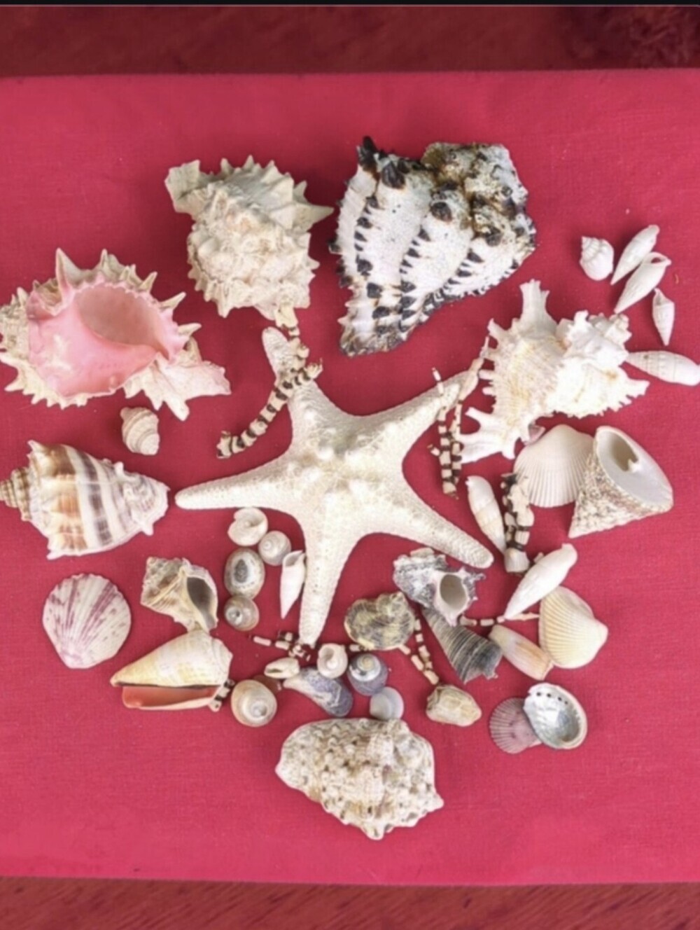 Lot Of Vintage Sea Shells #1
